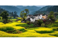
云南夏日花茶之旅攻略：畅游昆明、楚雄、大理，赢万元大奖！