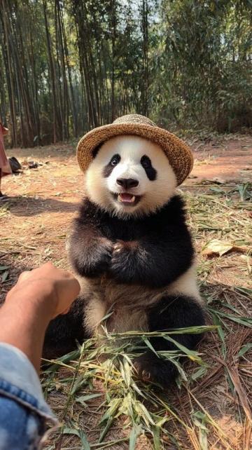 夏日必去!四川大熊猫基地旅游攻略,赢万元奖金开启奇妙之旅