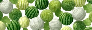 日本网文瓜种植中垫瓜的作用技术知识点总结