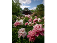 北京4小时自驾直达·百里天路7大隐藏拍摄点：7月草原、风车与花海摄影攻略