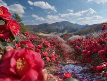 春天赏花山水行，探索自然文化新体验