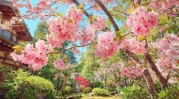 辰山植物园三小时游玩攻略:樱花大道、矿坑花园与兰花展,尽享春日浪漫