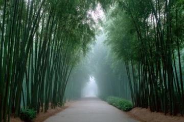 成都植物园旅游攻略（附交通、门票信息）
