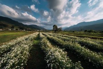 融水苗寨春季旅游攻略:赏花海、品美食、体验民俗风情