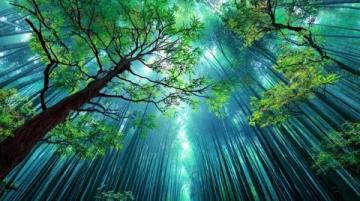 成都植物园旅游攻略（附交通、门票信息）