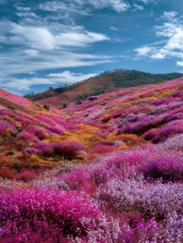 春天赏花山水行，探索自然文化新体验