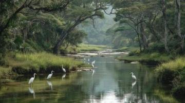 崇明东滩湿地公园实况游玩指南：赏鸟天堂，自然奇观全解析