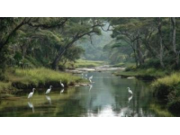 崇明东滩湿地公园实况游玩指南：赏鸟天堂，自然奇观全解析