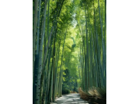 欢迎游览宜宾蜀南竹海：美景等你发现！