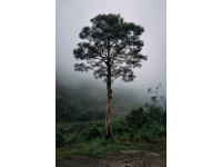 临朐市黑松林景区