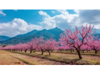 春光正好，探秘四宝地，尽享浪漫文化之旅