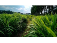 御道口夏日盛景：木兰围场草原探秘之旅