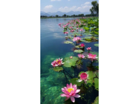 贵州盘州花海热点背后：生态保护与可持续发展