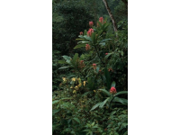 西双版纳中科院热带植物园：探秘热带植物的奇幻世界