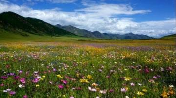鞍山春季赏花旅游攻略_鞍山女人旅游攻略