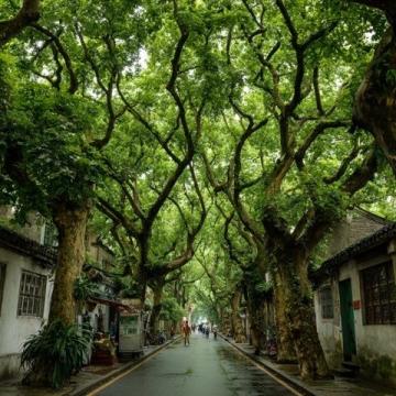 珠三角最美之选：顺德是珠三角地区值得一去的好地方