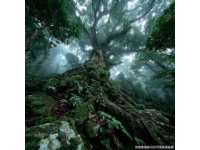 寻甸四哨野格山短途游：夏日仙境之旅，雨中漫步自然乐园