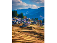 雷山开屯梯田秋色醉人：金黄稻浪与苗寨木屋的绝美邂逅