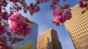 四月上海:春暖花开的旅行指南