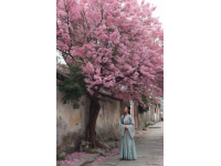 四月上海：春暖花开的旅行指南