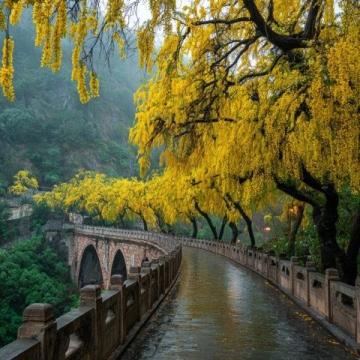 春季探秘江苏宿迁:赏花踏青之旅