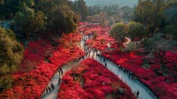 畅游贵州百里杜鹃:完美行程攻略助你一臂之力