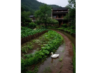 别再瞎逛啦！武汉有这样一片美丽的自然风光
