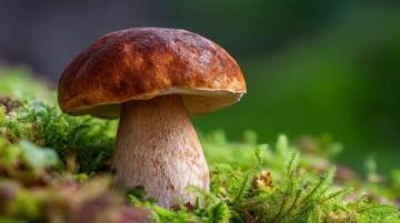 八个中国人自驾赴瑞摘野菌现场烹食引发争议