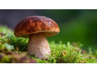 八个中国人自驾赴瑞摘野菌现场烹食引发争议
