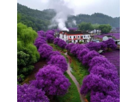 2023年春季乡村旅游精品线路推荐：赏花踏青好去处