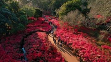 洛阳牡丹节赏花攻略：千年花宴等你来游