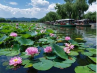 洛阳牡丹盛花期赏花全攻略：最佳地点+出行指南