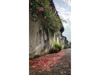 云南夏日限定浪漫：花茶之旅攻略
