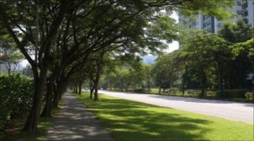 南京旅行必去之地：梧桐大道，感受历史与自然的完美融合！
