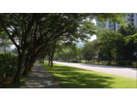 南京旅行必去之地：梧桐大道，感受历史与自然的完美融合！